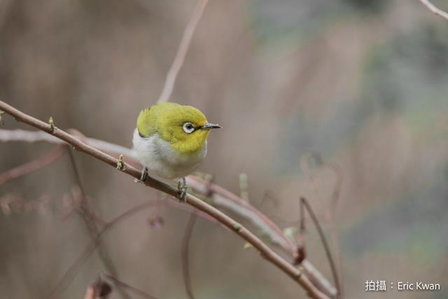 暗綠繡眼鳥